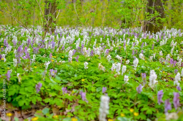 Fototapeta Scenic magical spring forest background of violet and white hollowroot Corydalis cava early spring wild flowers in bloom