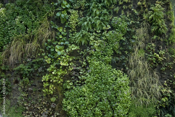 Obraz Mur végétal 4907