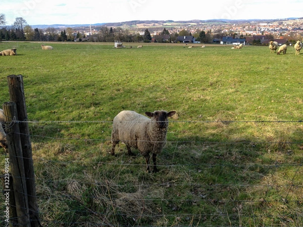 Fototapeta sheep looking at camera on a green field open air