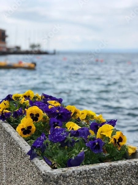 Obraz flowers on the beach
