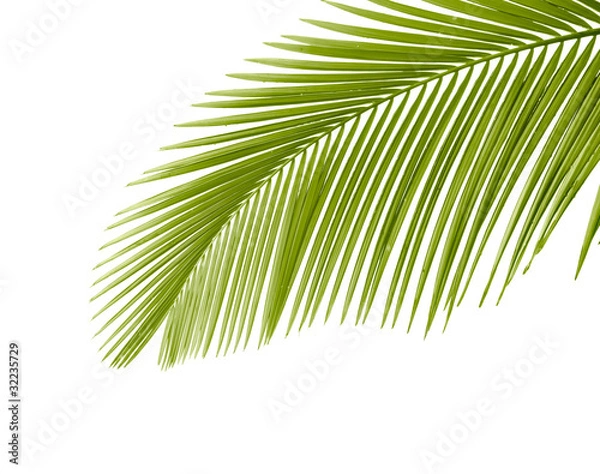 Obraz Palm leaf