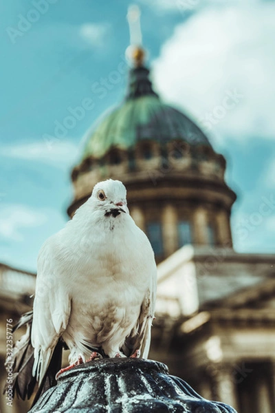 Obraz two pigeons on the roof