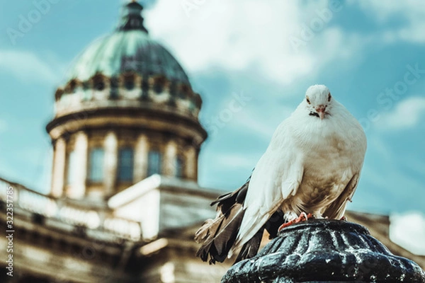 Obraz pigeons on the roof