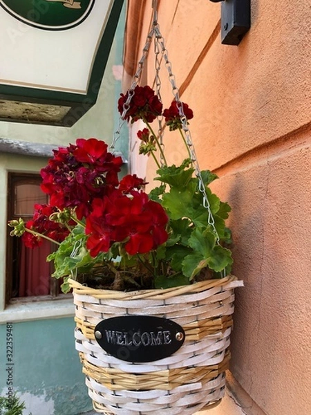 Obraz flowers in pot on old wall