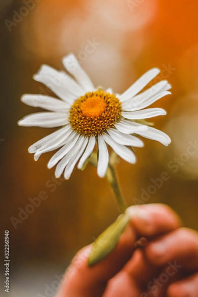 Obraz daisy flower in hand
