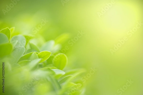 Fototapeta Close up of nature view green leaf on blurred greenery background under sunlight with bokeh and copy space using as background natural plants landscape, ecology wallpaper concept.