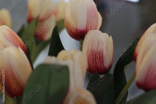 Obraz tulips in a vase