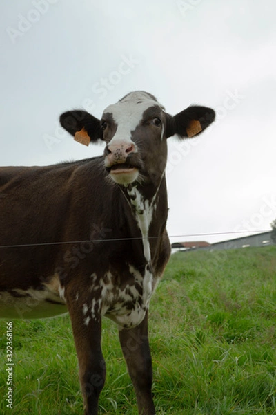 Obraz Cow