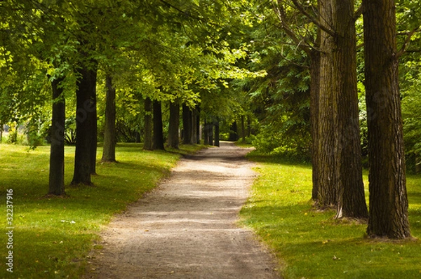 Obraz Hiking trail in the woods