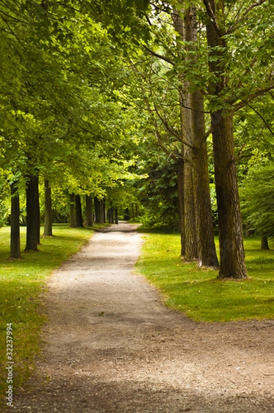 Obraz Hiking trail in the woods
