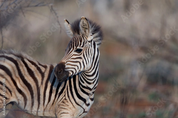Obraz Zebra foal, baby zebra in the wilderness of Africa