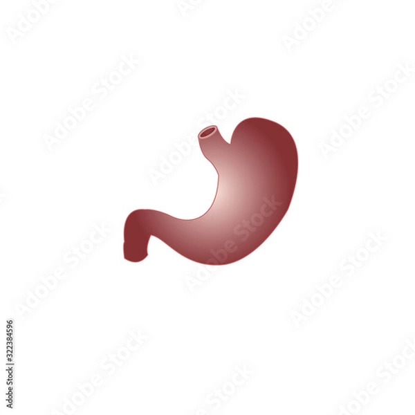 Obraz Human organ stomach vector illustration.