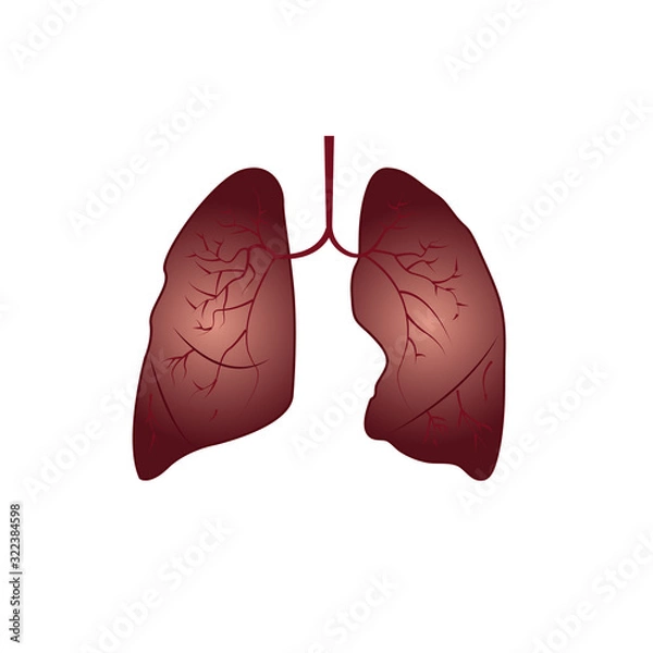 Obraz Human organ lungs vector illustration.