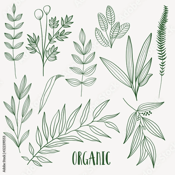 Obraz Plant nature hand drawn set. Collection botanical element.	