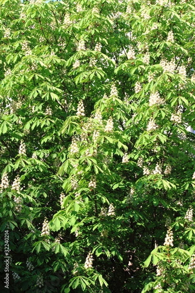 Obraz цветение каштана