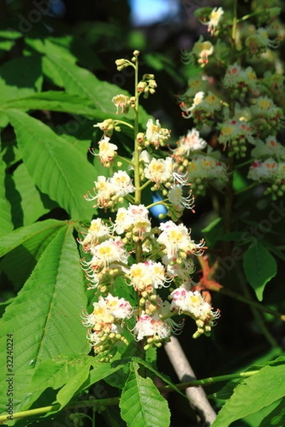 Obraz цветение каштана