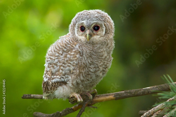 Obraz Wild baby Tawny owl sitting on a branch