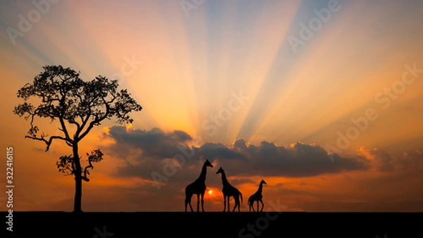 Fototapeta Amazing sunset and sunrise.Panorama silhouette tree in africa with sunset.Tree silhouetted against a setting sun.Dark tree on open field dramatic sunrise.Safari theme.Giraffes , Lion , Rhino.