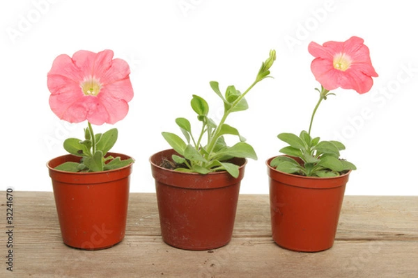 Fototapeta Petunia plants