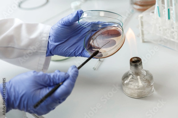 Fototapeta Laboratory assistant analyzes bacterium sample using medical equipment in a bacteriology clinic.