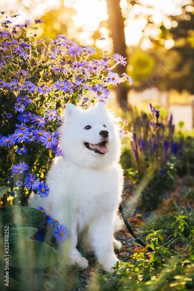 Obraz dog with flowers