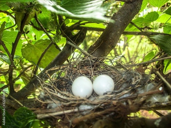 Obraz eggs in nest