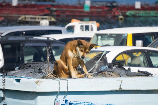 Fototapeta 野良犬