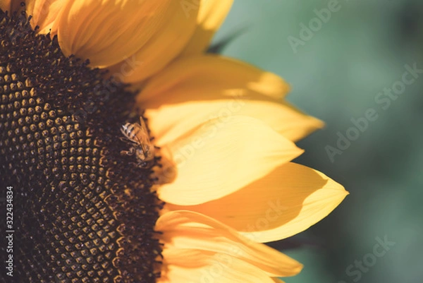 Obraz closeup of a bee on a yellow sunflower 4