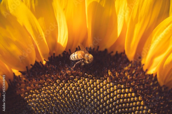 Obraz closeup of a yellow sunflower with a bee 1