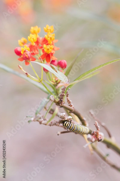Obraz Monarch Caterpillar on Lantana Host Plant in Summer