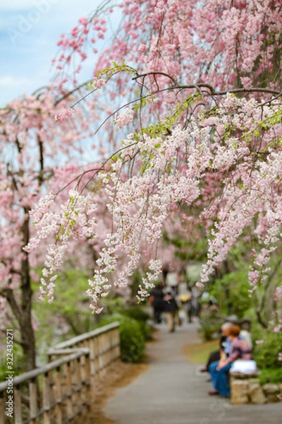 Fototapeta お花見