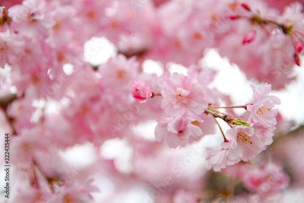 Fototapeta お花見