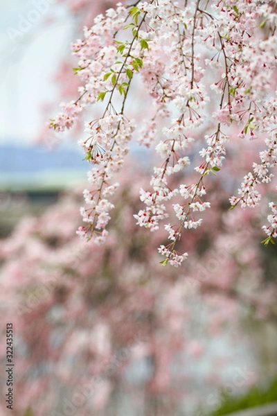 Fototapeta お花見