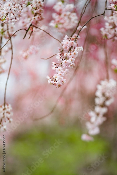 Fototapeta お花見