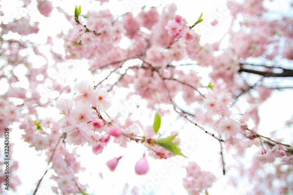 Fototapeta お花見