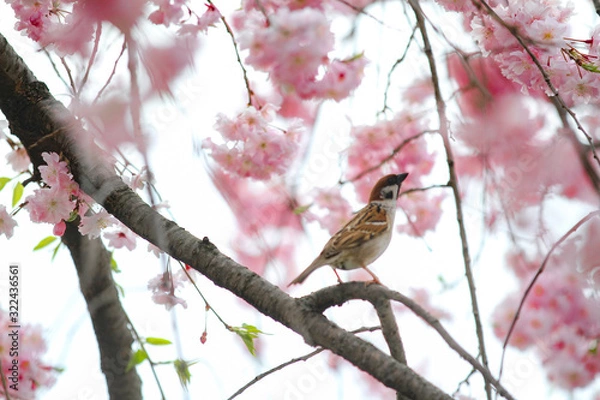 Fototapeta お花見