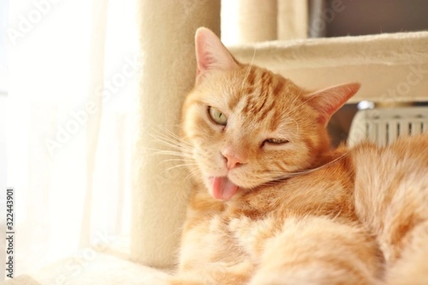 Fototapeta 首を傾けてキュートなポーズの猫アメリカンショートヘアー