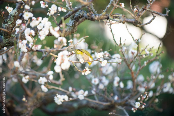 Fototapeta 梅の花とメジロ