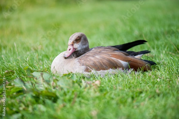 Fototapeta duck in the grass