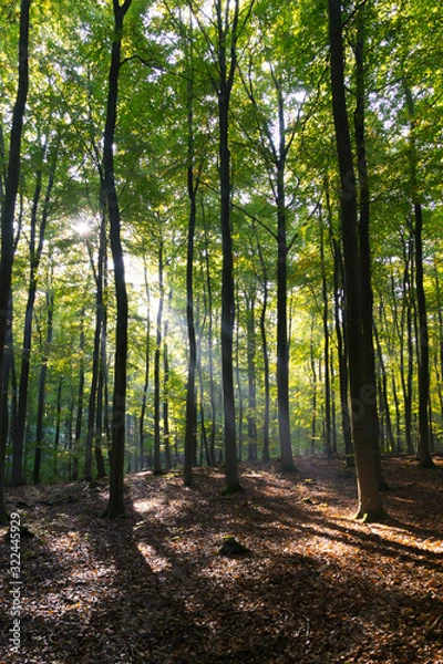 Obraz sunlight shining through tall green trees in woodland forest