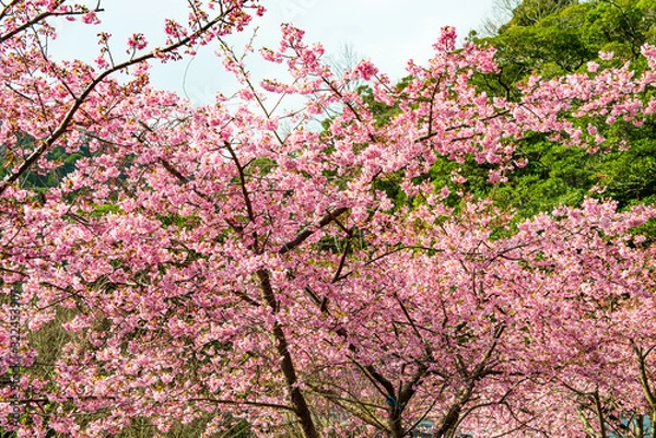 Fototapeta 四浦半島の河津桜
