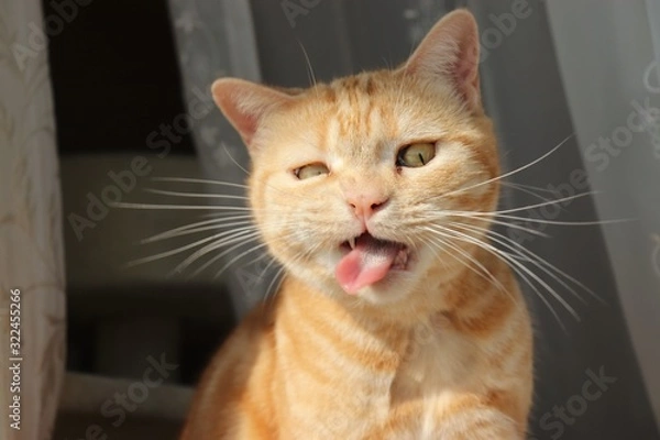 Obraz おもしろ顔の猫アメリカンショートヘアー