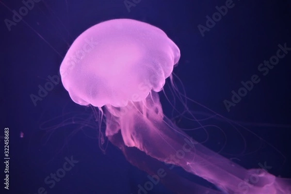 Fototapeta 해파리