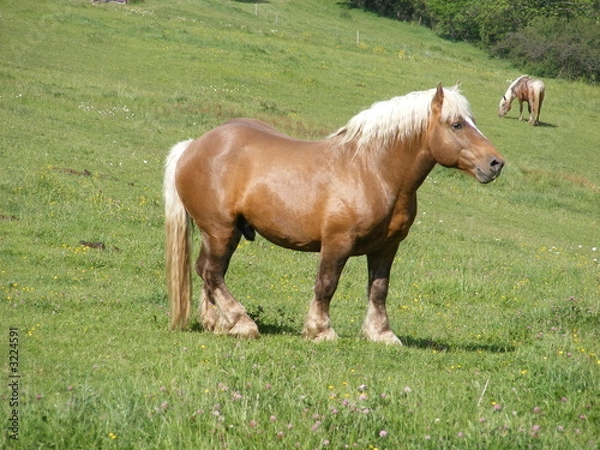 Obraz cheval