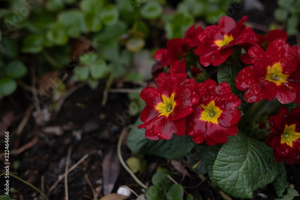 Fototapeta Red flower in garden