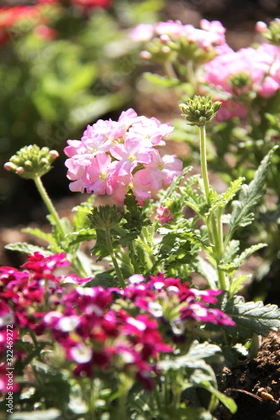 Obraz 可愛らしい花壇の花