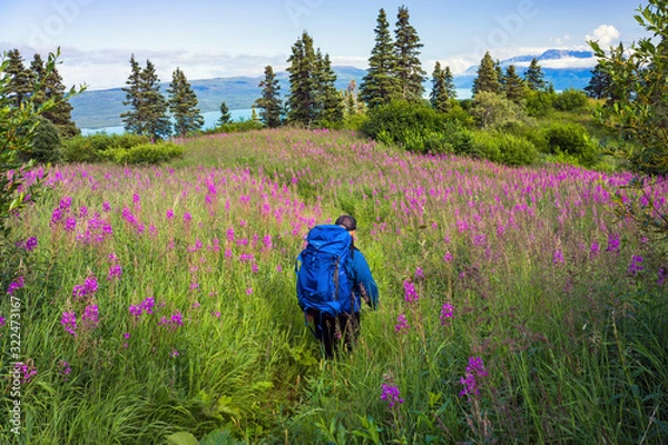 Obraz A backpacker descends a a remote Alaskan mountain slope covered in blooming fireweed flowers with a large lake and mountain range in the distance.