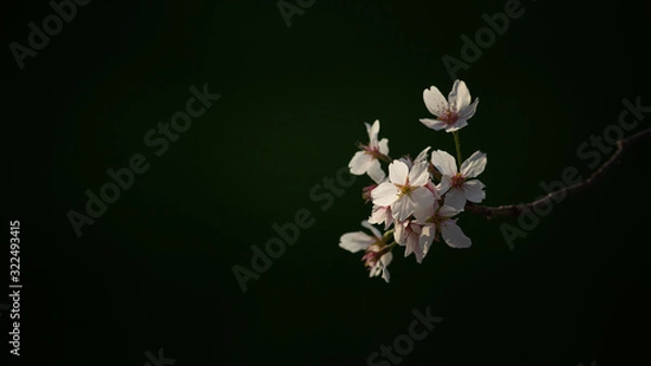 Obraz 木漏れ日に照らされる桜の花