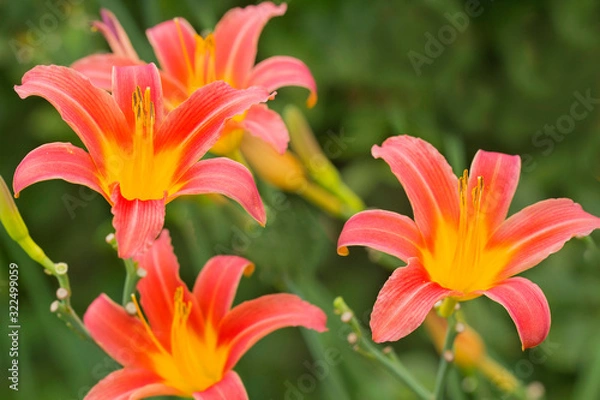 Obraz Lilien (Lilium) Zierpflanze mit gelb-orangen Blüten