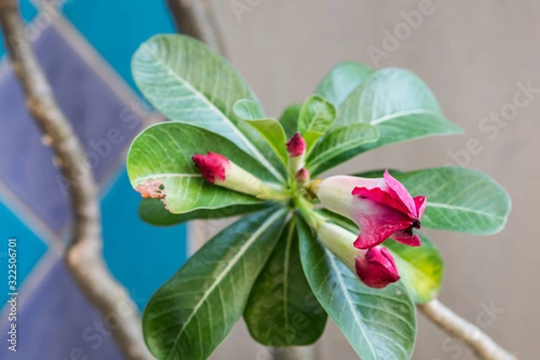 Obraz Close up pink adenium flower almost bloom